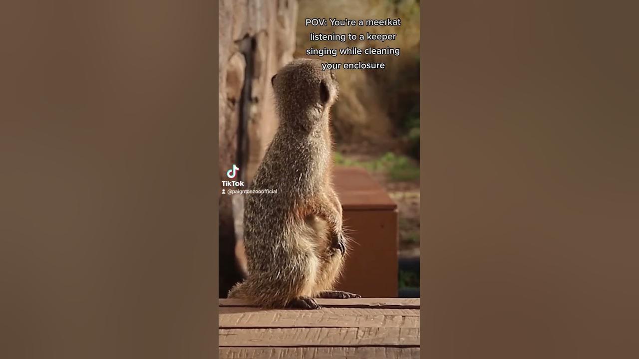 Who doesn’t love a song along whilst cleaning 🕺 #zoo #meerkats
