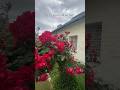Red roses || Ayubia #ayubia #kpk