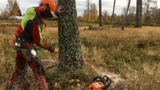 Safe and precise  How to cut down a tree