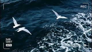 Suara Burung Camar di Atas Gemuruh Ombak | Relaxing White Noise 'Ocean Seagull'