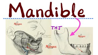 Anatomy of Mandible - Muscles of Mastication (Temporalis, Masseter, Pterygoids) -Head & Neck Anatomy