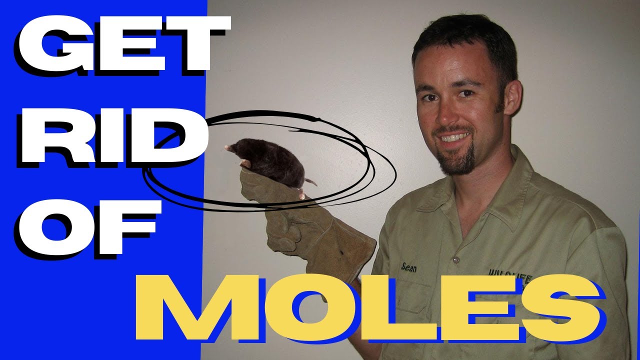 Pat Sullivan helps you rid your yard of moles