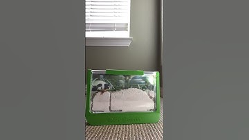 Ant Farm Time Lapse