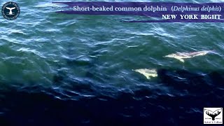 Short-Beaked Common Dolphin Delphinus Delphis In New York Bight