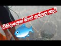 විසිදැලෙන්  මාළු අල්ලපු හැටි How to catch fish #EPISODE 01 වත්තල හැමිල්ටන් ඇල