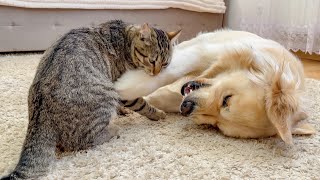 This is What a Golden Retriever does When the Cat is in a Bad Mood!