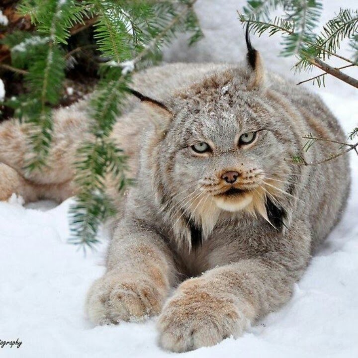 lynx cat beautiful YouTube