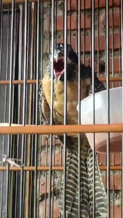 Tuwu betina Paling Mempesona | Tuwumu Pasti Nyaut