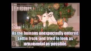 Funny Christmas captions and pictures