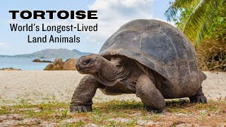 World's Longest-Lived Land Animal: Tortoise Facts by Nature's Creatures 2,227 views 9 months ago 3 minutes, 19 seconds