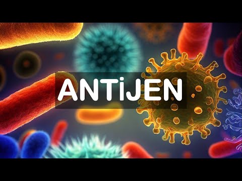 Video: Antijen Nedir?