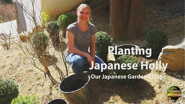 Planting Japanese Holly as Boxwood Replacement | O...