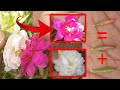 How to grow portulaca plants & flowers Pollinating |moss rose flower Hybrid mixed colour and ideas