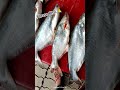 #subscribe #kardo #bhai #please #fish #food #india #video #viral #youtubeshorts #viralshorts #like 🙏