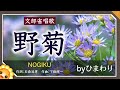 野菊(♬遠い山から吹いてくる)byひまわり🌻歌詞付き