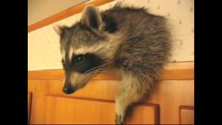 ЕНОТЫ-ПОДБОРКА ПРИКОЛОВ \ CUTE RACCOONS VIDEOS