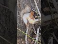 В продолжение темы. Копала, копала. И вот...: "О? Это то, что мне надо". #squirrel #белка #animals