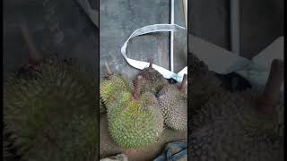 WOW Panen Buah Durian Jatuh Banyaak