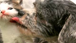 Lost Dog Helps Kitten