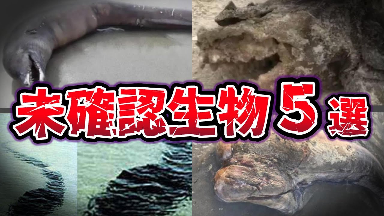 【ゆっくり解説】真相が気になる!! 伝説と目撃談が交差するミステリアスな未確認生物UMA５選