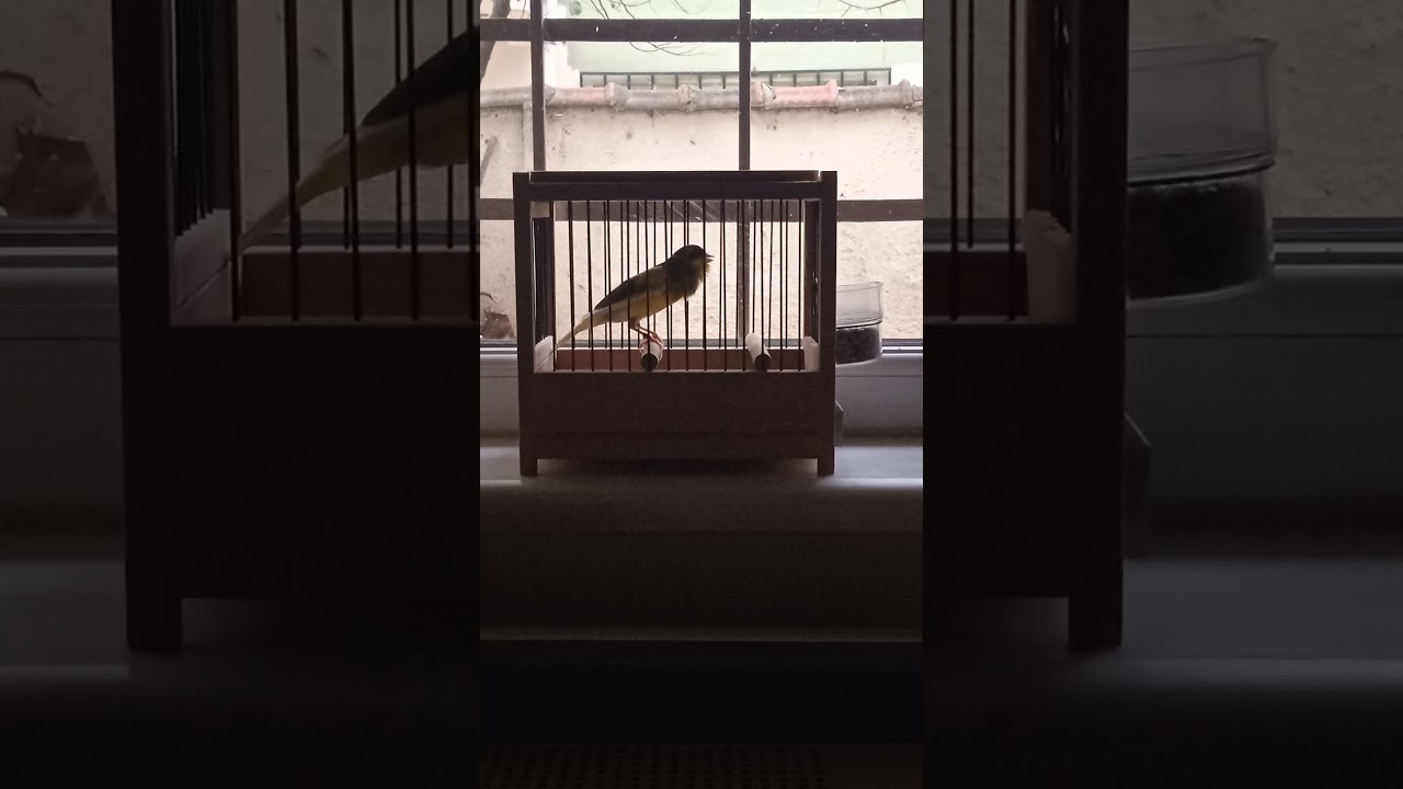 ispanyol timbrado 2021 ( intermedio )