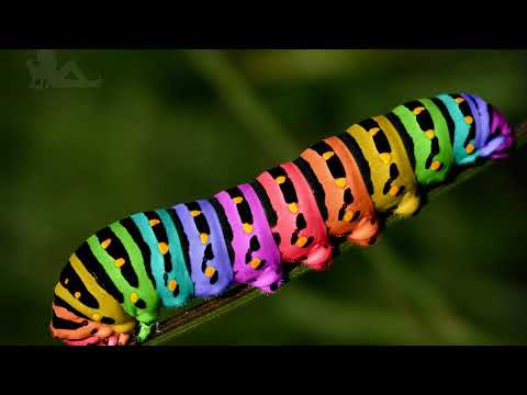 Video: Loại sâu bướm nào có màu đen?
