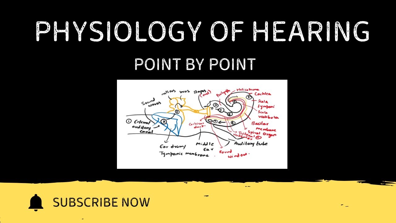 Physiology of Hearing Explained Point by Point | Mechanism of Hearing with Diagram | Exam Oriented