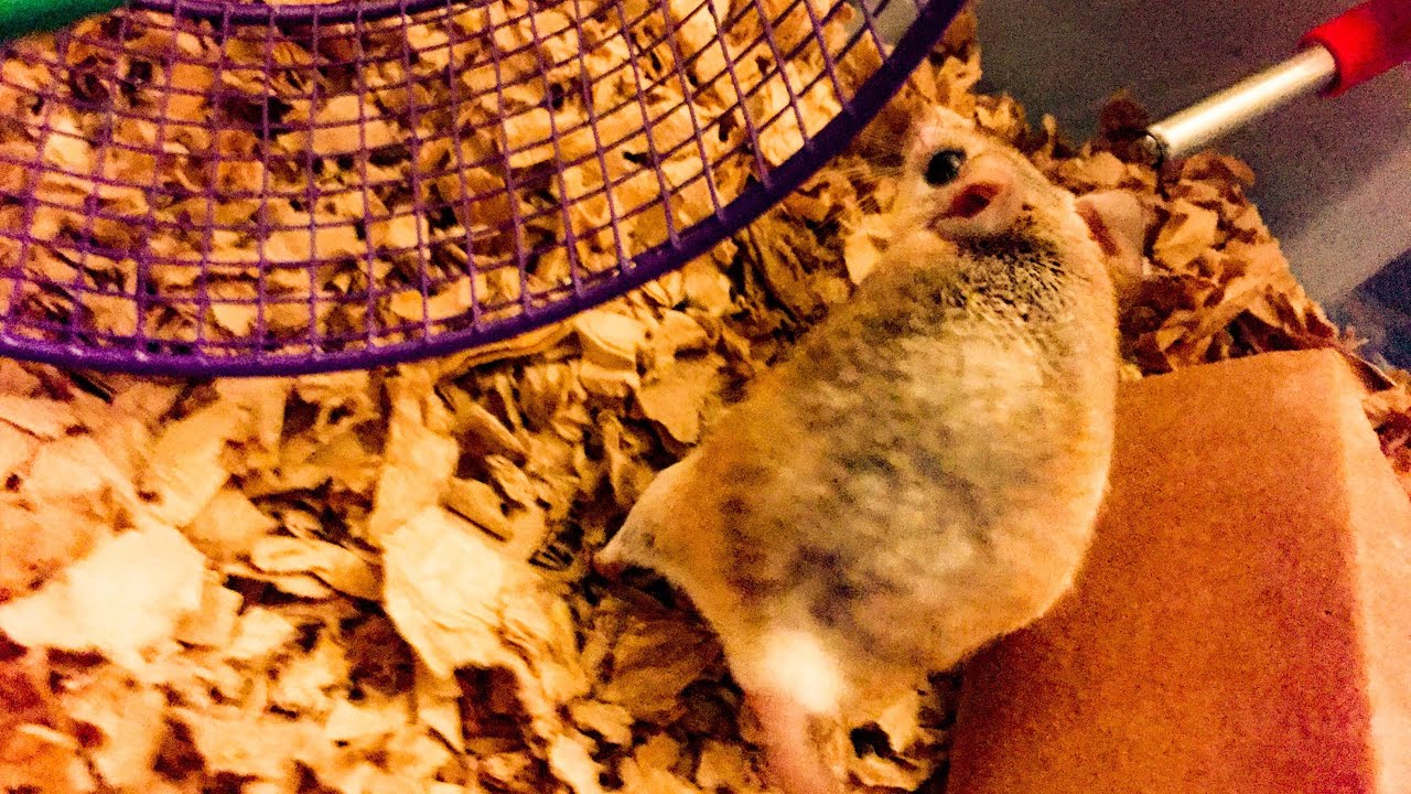 African spiny Mouse Care