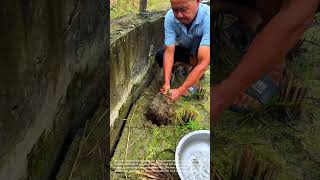 Download Lagu Man Finds Hidden Eels in Mud Hole! MP3
