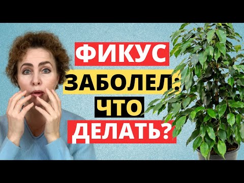 Вредители и Грибковые Заболевания. Фикус Бенжамина. Бонсай Фикус Микрокарпа. Фикус Бонсай. Фикус.