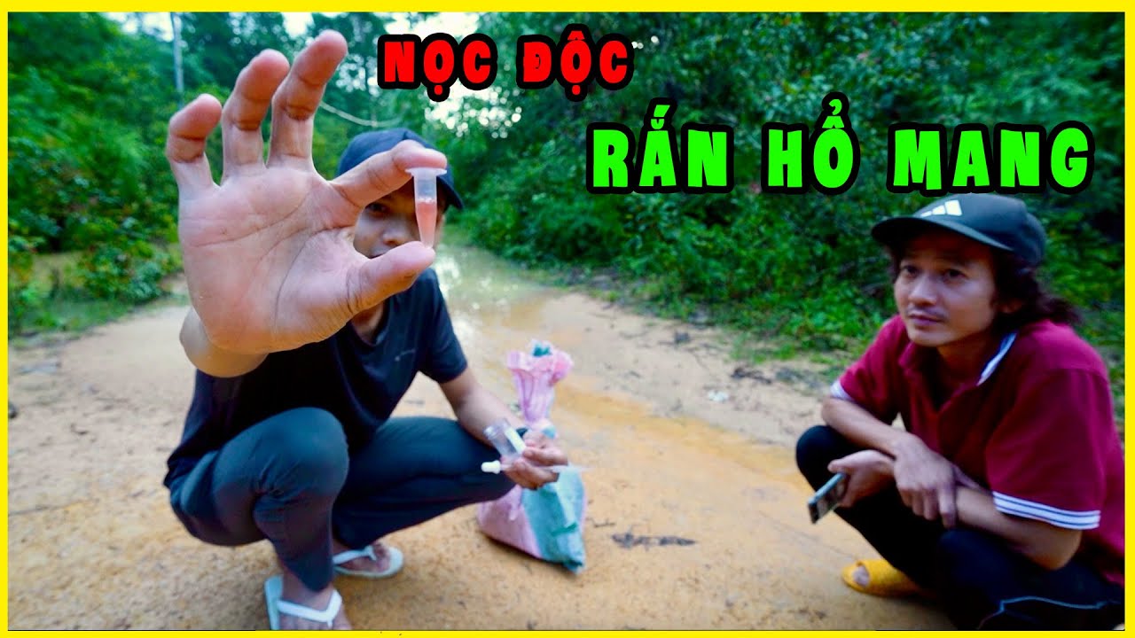 Lấy Nọc Độc Rắn Hổ Mang Rừng | P3 Hành Trình 5 Ngày 4... - youtube