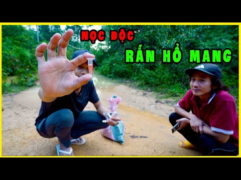 Video Lấy Nọc Độc Rắn Hổ Mang Rừng | P3 Hành Trình 5 Ngày 4... - youtube