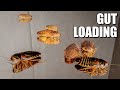 Insect Gut Loading // Setups and How-To