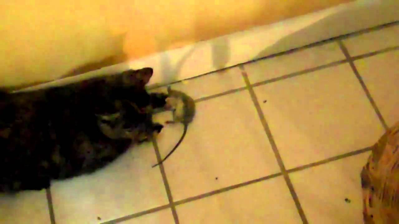 Kitty Rumble Kitty Cat Rumble. - YouTube