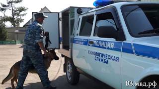 Пропавшего со двора многоквартирного дома ребенка обнаружила полицейская собака Пропавшего со двора многоквартирного дома ребенка обнаружила полицейская собака