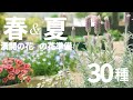 【ガーデニング】春の庭、花壇  咲かせるちょっとしたコツと花後の管理など。夏の花の準備もスタート