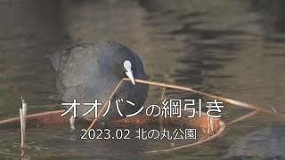 オオバンの綱引き　2023.02　北の丸公園