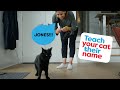 Teach Your Cat Their Name And To Come