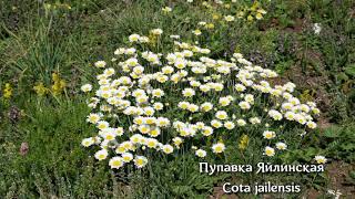 Эндемичные растения Крыма