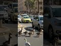 الاوز يتراقص ويمشي للخلف دلع الطفل اصنع بنفسك حيل وأفكار 3d How To Make 