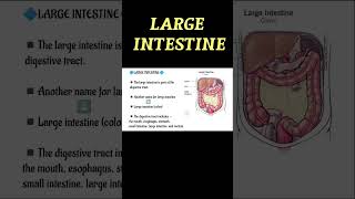 Large Intestine Short Notes 🤔Important Points😱