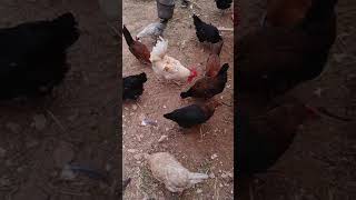 تربية الدجاج العربي في الجزائر