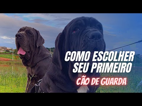 Vídeo: Pensando Além Do Cachorro: Guard Lhamas