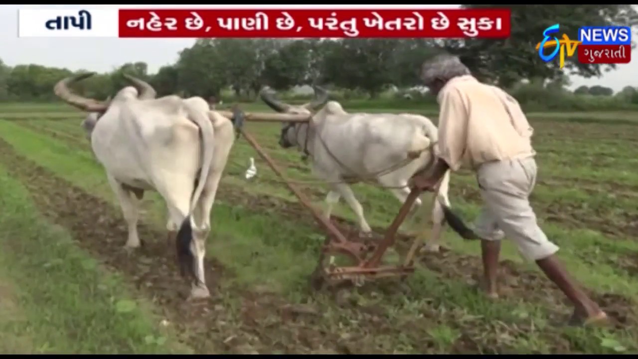 Tapi Irrigation Canal Closed For Repairs; Water Crisis Hampers Crop Cultivation In South Gujarat