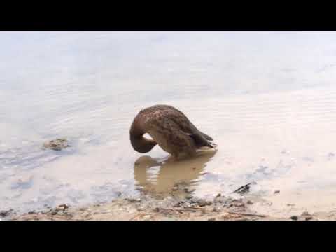 Kaczka śpi w najlepsze 🦆🦆 Kaczka krzyżówka ♫♫⭐🎵