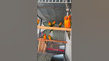 🌞Sun  💛conure 🦜breeding pair #shorts