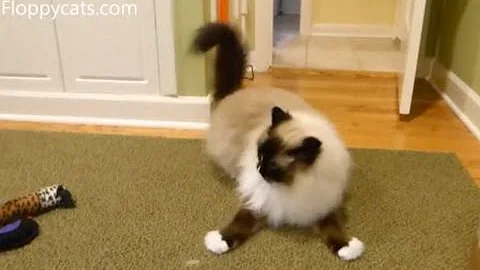 Ragdoll Cats Receive Kitty Hooch Cat Catnip Toys - ねこ - ラグドール - Floppycats