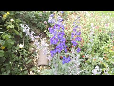 Video: Mga Pagkakaiba-iba Ng Delphinium (61 Mga Larawan): Paglalarawan Ng Astolat At Black Knight Delphinium, Pacific At Ajax Hybrid Varieties, Belladonna At Iba Pang Mga Varieties