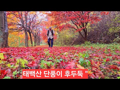 <strong>태백산</strong> 단풍이 가을비에 하나둘 떨어져 총천연색 이뻐요