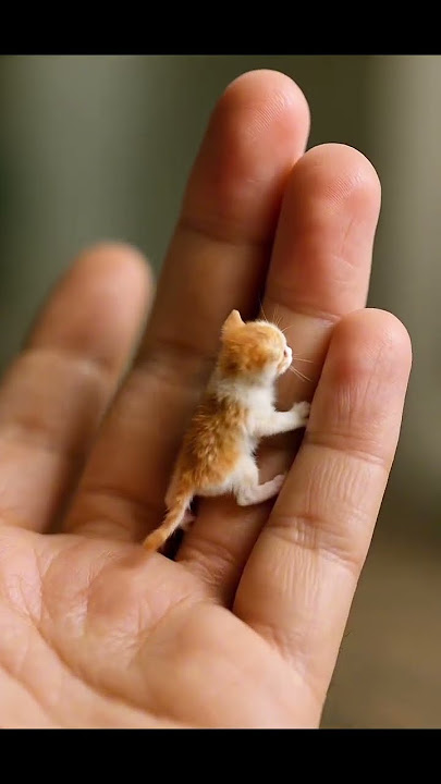 Tiny Kitten Just Born – Prepare to Melt #cat #kucing #kitten #tiny #cute #funny #viralvideo #fyp